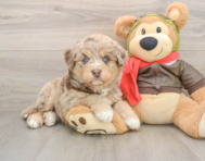 6 week old Mini Huskydoodle Puppy For Sale - Simply Southern Pups