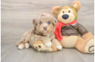Mini Huskydoodle Puppy for Adoption