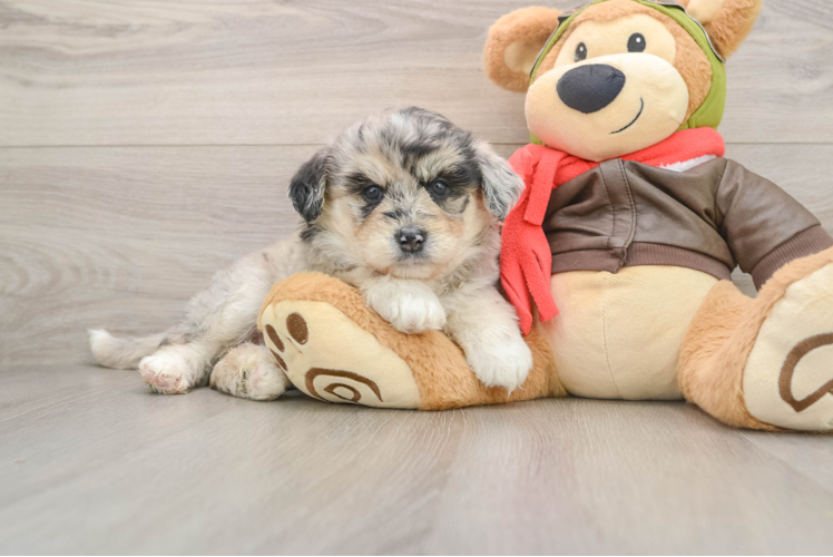 Mini Huskydoodle Pup Being Cute