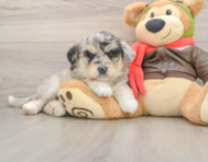 6 week old Mini Huskydoodle Puppy For Sale - Simply Southern Pups