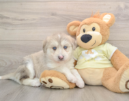 6 week old Mini Huskydoodle Puppy For Sale - Simply Southern Pups