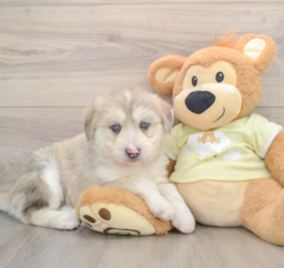 8 week old Mini Huskydoodle Puppy For Sale - Simply Southern Pups