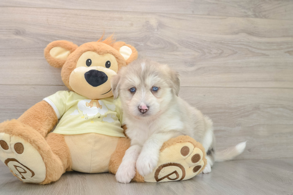 Mini Huskydoodle Puppy for Adoption