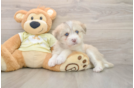 Cute Mini Huskydoodle Baby