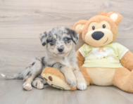 6 week old Mini Huskydoodle Puppy For Sale - Simply Southern Pups