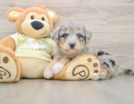 6 week old Mini Huskydoodle Puppy For Sale - Simply Southern Pups