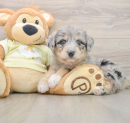 8 week old Mini Huskydoodle Puppy For Sale - Simply Southern Pups