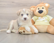 6 week old Mini Huskydoodle Puppy For Sale - Simply Southern Pups