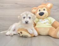 6 week old Mini Huskydoodle Puppy For Sale - Simply Southern Pups