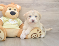 7 week old Mini Huskydoodle Puppy For Sale - Simply Southern Pups