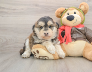 6 week old Mini Huskydoodle Puppy For Sale - Simply Southern Pups