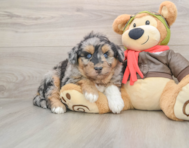 6 week old Mini Huskydoodle Puppy For Sale - Simply Southern Pups