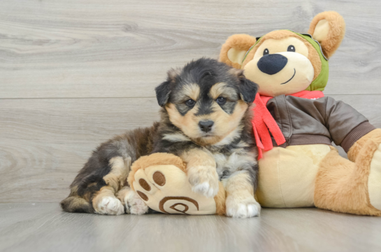 Cute Huskypoo Poodle Mix Puppy