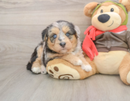 5 week old Mini Huskydoodle Puppy For Sale - Simply Southern Pups