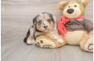 Best Mini Huskydoodle Baby