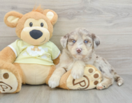 9 week old Mini Huskydoodle Puppy For Sale - Simply Southern Pups