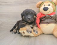 5 week old Mini Huskydoodle Puppy For Sale - Simply Southern Pups