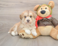 5 week old Mini Huskydoodle Puppy For Sale - Simply Southern Pups