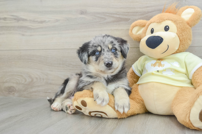 Meet Jojo - our Mini Huskydoodle Puppy Photo 1/3 - Simply Southern Pups