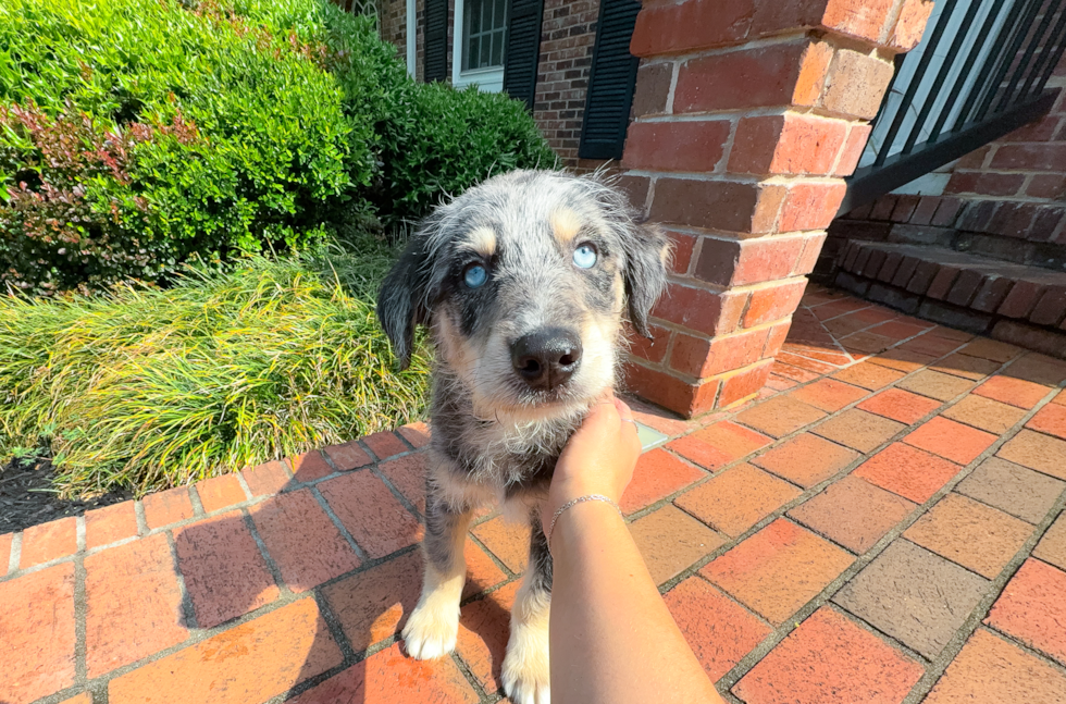 Mini Huskydoodle Pup Being Cute