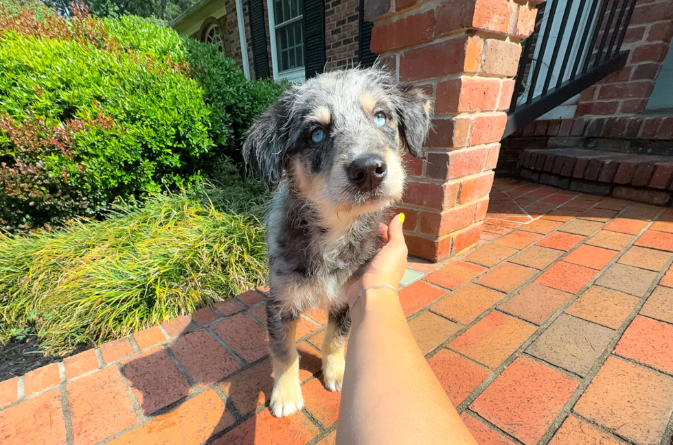Best Mini Huskydoodle Baby