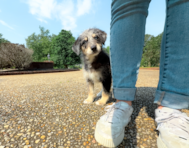10 week old Mini Huskydoodle Puppy For Sale - Simply Southern Pups