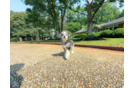 Best Mini Huskydoodle Baby