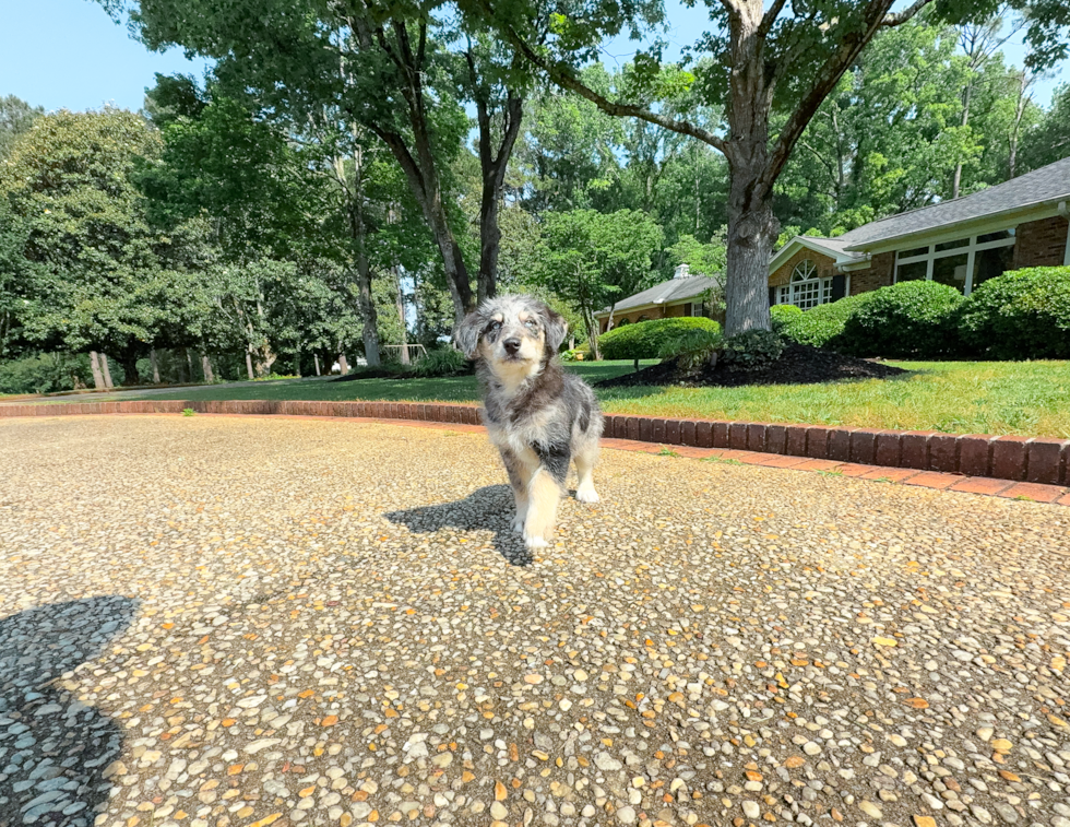 Best Mini Huskydoodle Baby