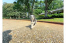 Cute Mini Huskydoodle Baby