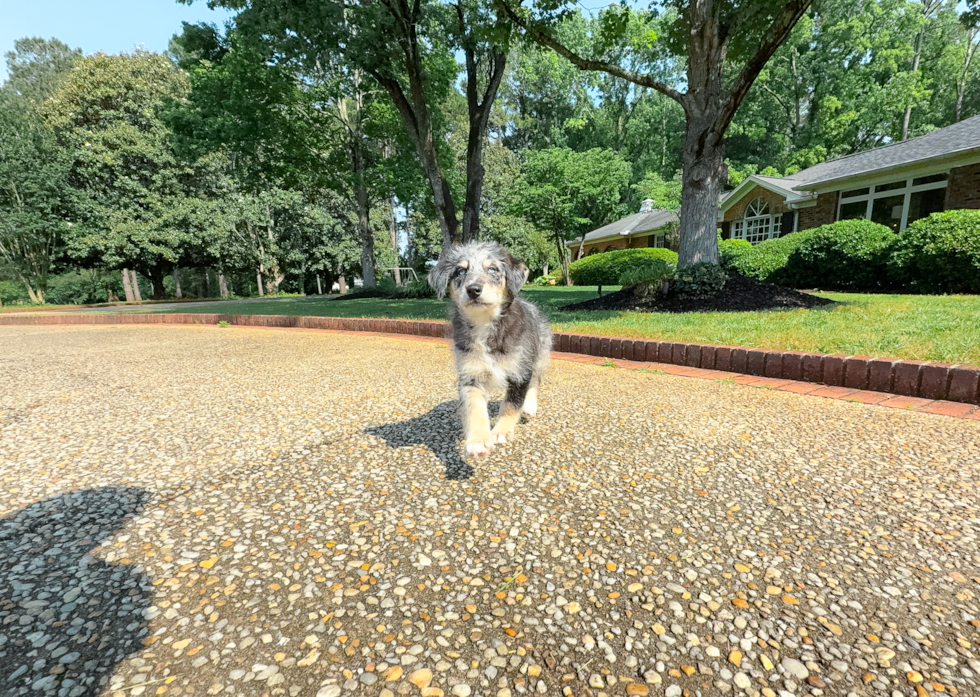 Cute Mini Huskydoodle Baby