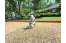 Cute Husky Poo Poodle Mix Puppy