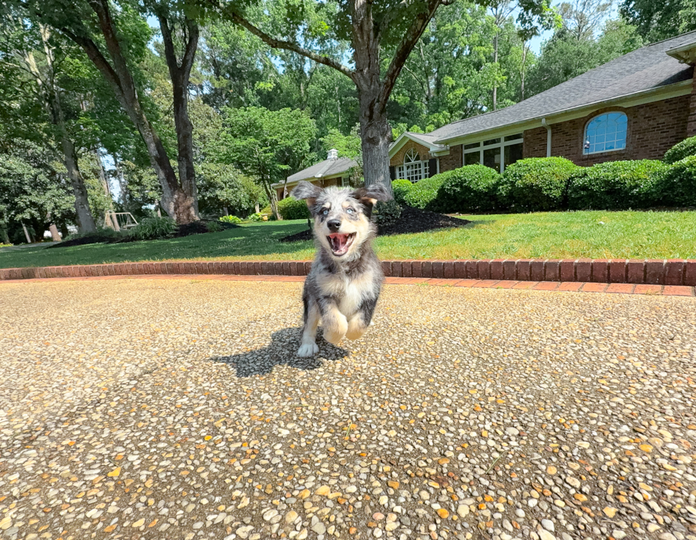 Cute Husky Poo Poodle Mix Puppy