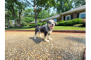 Mini Huskydoodle Puppy for Adoption