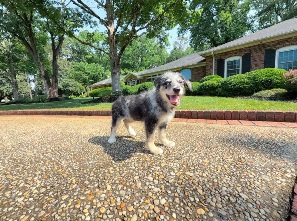 Mini Huskydoodle Puppy for Adoption