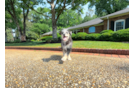 Cute Husky Doodle Poodle Mix Puppy