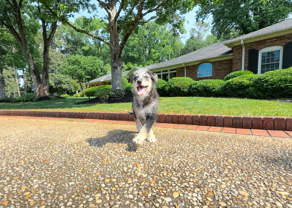 Cute Husky Doodle Poodle Mix Puppy
