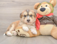 5 week old Mini Huskydoodle Puppy For Sale - Simply Southern Pups