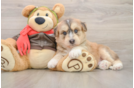 Cute Siberpoo Poodle Mix Puppy