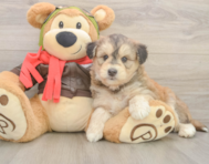 5 week old Mini Huskydoodle Puppy For Sale - Simply Southern Pups