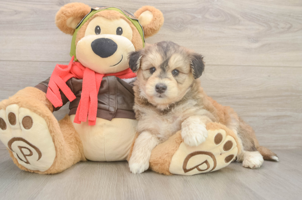6 week old Mini Huskydoodle Puppy For Sale - Simply Southern Pups
