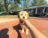 10 week old Mini Huskydoodle Puppy For Sale - Simply Southern Pups