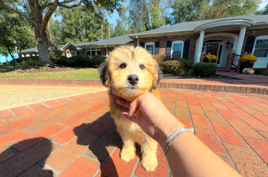Best Mini Huskydoodle Baby