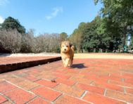 9 week old Mini Huskydoodle Puppy For Sale - Simply Southern Pups