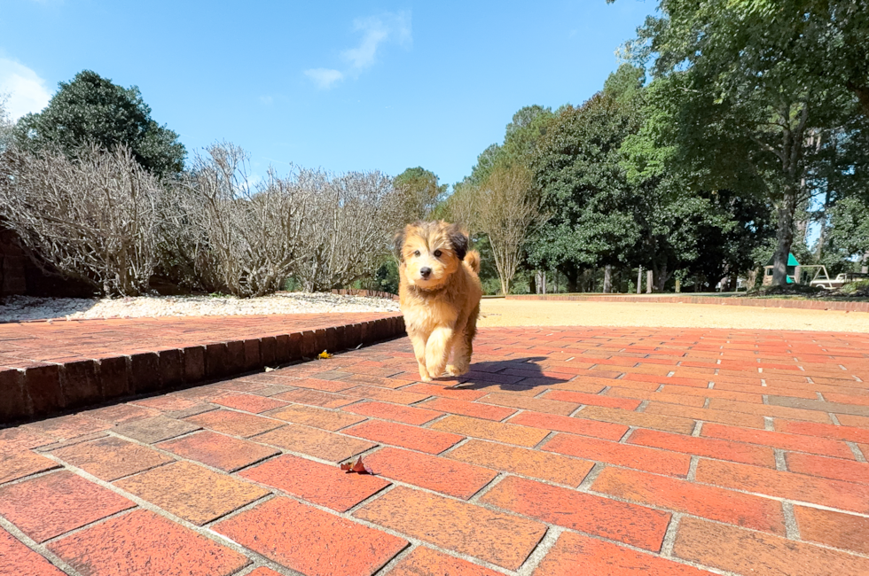 9 week old Mini Huskydoodle Puppy For Sale - Simply Southern Pups