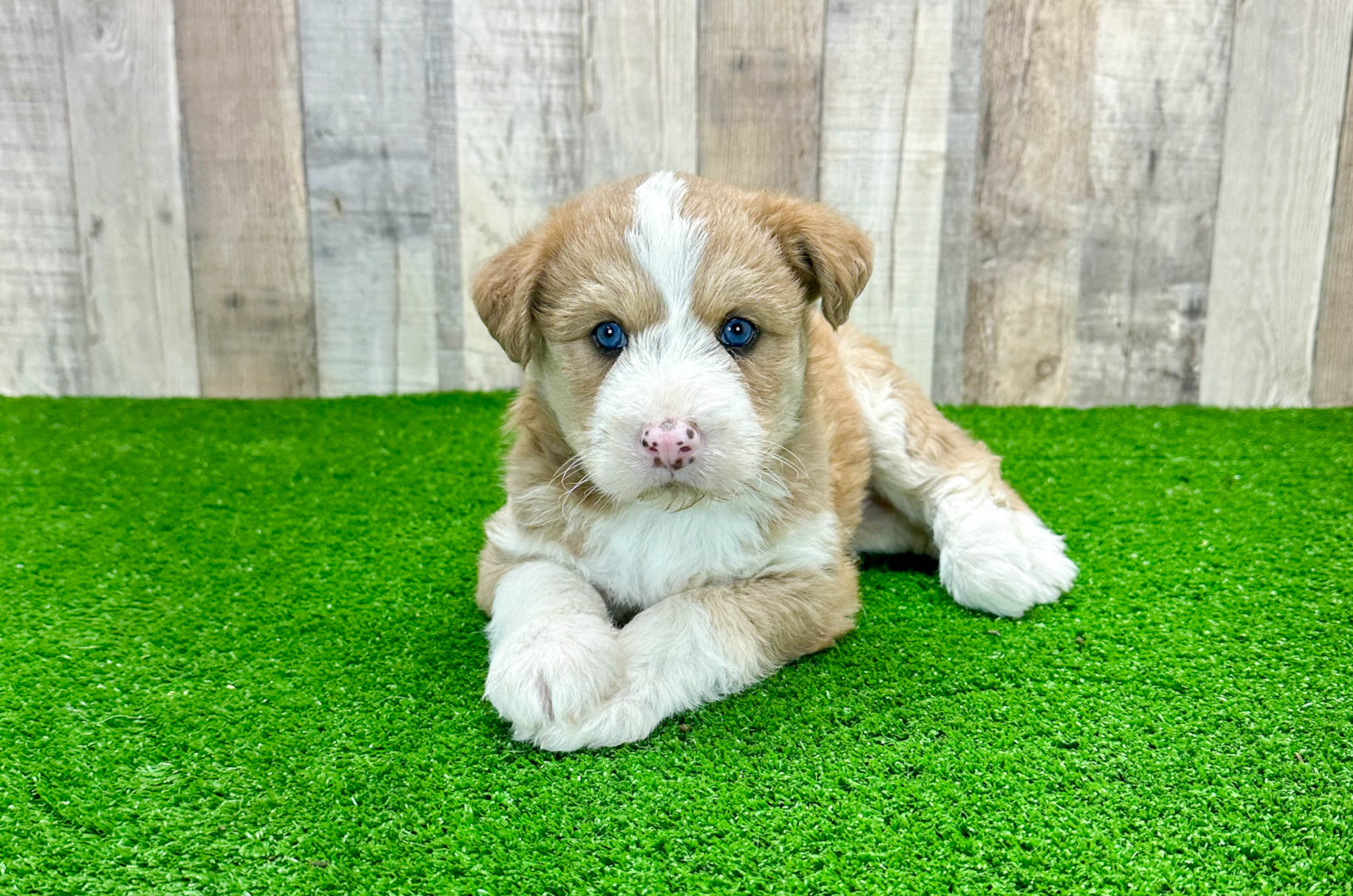 Mini Huskydoodle Puppies for Sale Simply Southern Pups