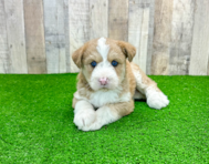 7 week old Mini Huskydoodle Puppy For Sale - Simply Southern Pups