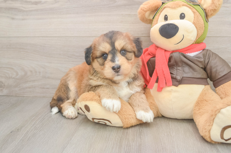 6 week old Mini Huskydoodle Puppy For Sale - Simply Southern Pups