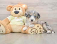 8 week old Mini Huskydoodle Puppy For Sale - Simply Southern Pups