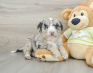 8 week old Mini Huskydoodle Puppy For Sale - Simply Southern Pups
