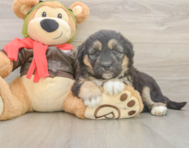 5 week old Mini Huskydoodle Puppy For Sale - Simply Southern Pups